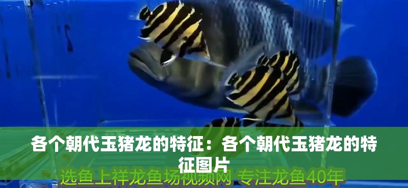 各個朝代玉豬龍的特征：各個朝代玉豬龍的特征圖片