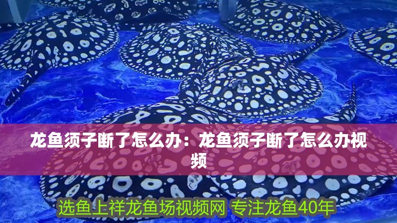 龍魚須子斷了怎么辦：龍魚須子斷了怎么辦視頻 龍魚須子斷了怎么辦：龍魚須子斷了怎么辦視頻 水族問(wèn)答