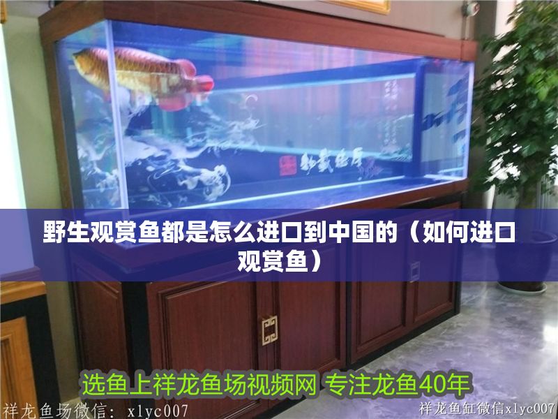 野生觀賞魚都是怎么進口到中國的（如何進口觀賞魚）
