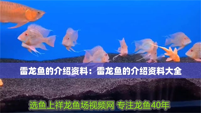 雷龍魚的介紹資料：雷龍魚的介紹資料大全