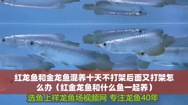 紅龍魚和金龍魚混養十天不打架后面又打架怎么辦（紅金龍魚和什么魚一起養）