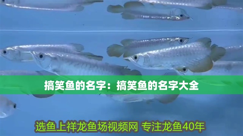 搞笑魚的名字:搞笑魚的名字大全 龍魚百科 第1張 搞笑魚的名字:搞笑魚的名字大全 搞笑魚的名字:搞笑魚的名字大全 龍魚百科 第1張