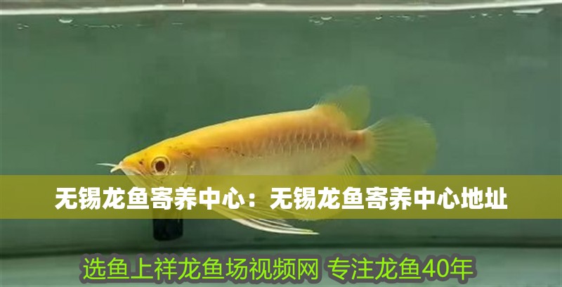 無錫龍魚寄養(yǎng)中心:無錫龍魚寄養(yǎng)中心地址 水族問答 無錫龍魚寄養(yǎng)中心:無錫龍魚寄養(yǎng)中心地址 無錫龍魚寄養(yǎng)中心:無錫龍魚寄養(yǎng)中心地址 水族問答