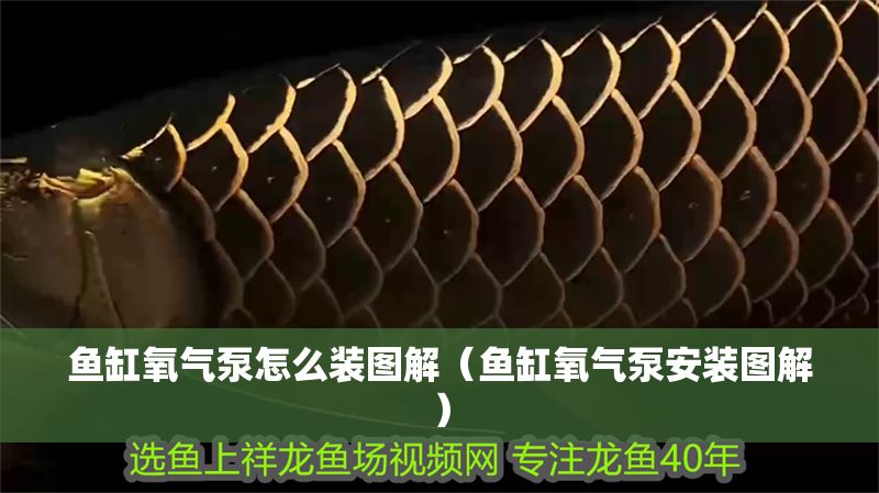 魚缸氧氣泵怎么裝圖解（魚缸氧氣泵安裝圖解）