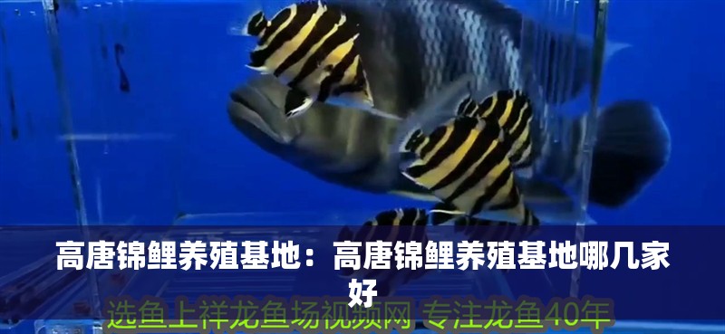 高唐錦鯉養殖基地：高唐錦鯉養殖基地哪幾家好