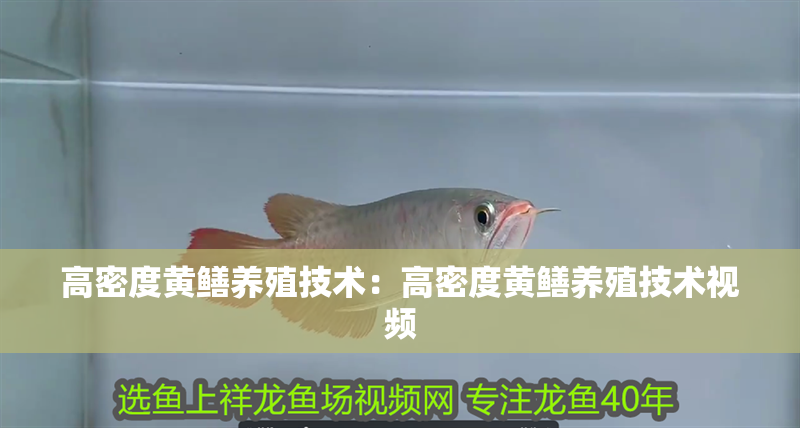 高密度黃鱔養殖技術：高密度黃鱔養殖技術視頻