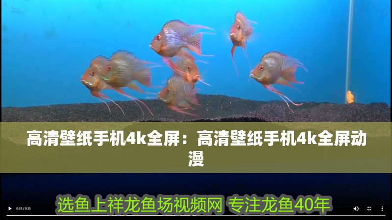 高清壁紙手機(jī)4k全屏:高清壁紙手機(jī)4k全屏動(dòng)漫 龍魚(yú)百科 第2張 高清壁紙手機(jī)4k全屏:高清壁紙手機(jī)4k全屏動(dòng)漫 高清壁紙手機(jī)4k全屏:高清壁紙手機(jī)4k全屏動(dòng)漫 龍魚(yú)百科 第2張