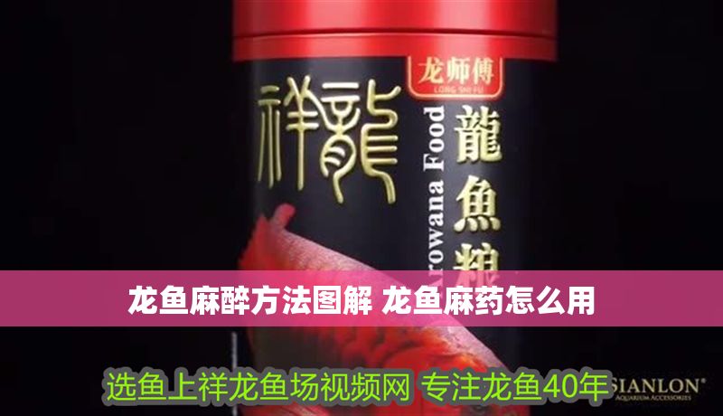 龍魚麻醉方法圖解 龍魚麻藥怎么用