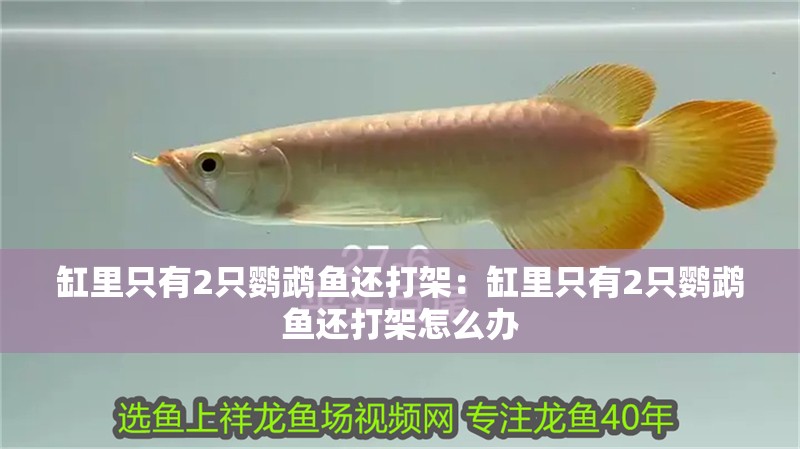 缸里只有2只鸚鵡魚還打架：缸里只有2只鸚鵡魚還打架怎么辦