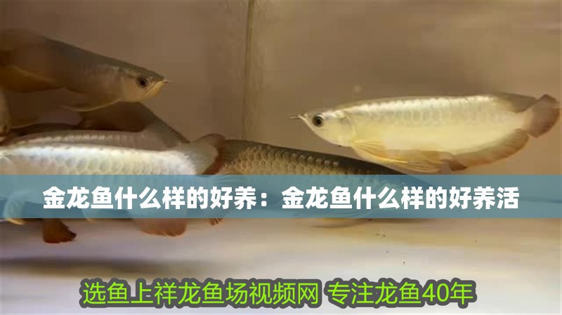 金龍魚什么樣的好養：金龍魚什么樣的好養活