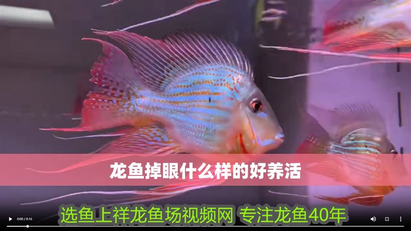 龍魚掉眼什么樣的好養(yǎng)活