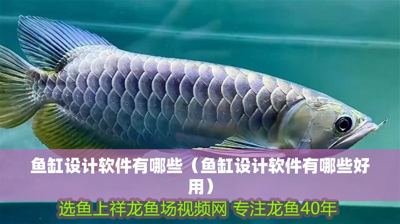 魚缸設計軟件有哪些（魚缸設計軟件有哪些好用）