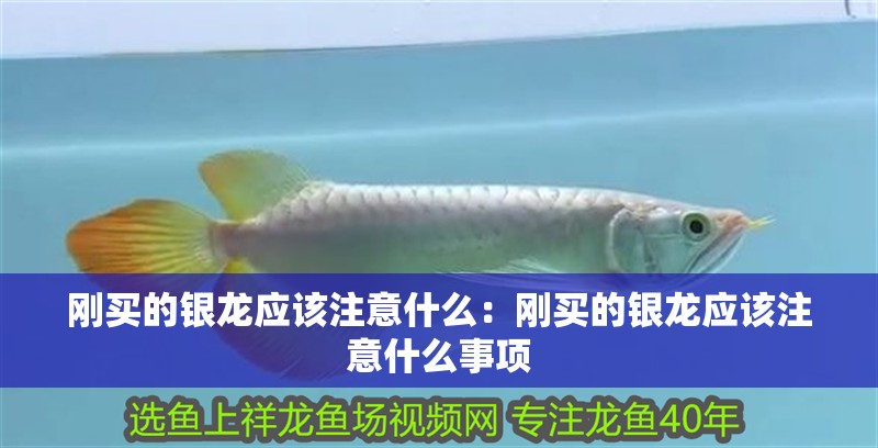 剛買的銀龍應該注意什么：剛買的銀龍應該注意什么事項 剛買的銀龍應該注意什么：剛買的銀龍應該注意什么事項 龍魚百科 第1張