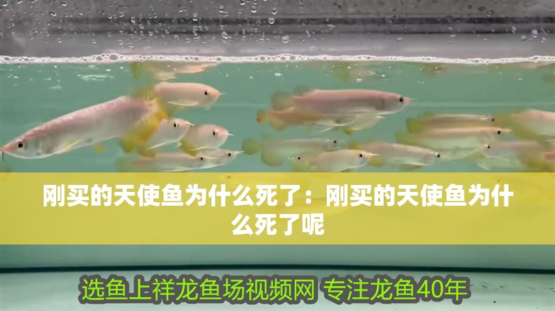 剛買的天使魚為什么死了：剛買的天使魚為什么死了呢
