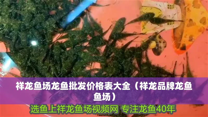 祥龍魚場龍魚批發價格表大全（祥龍品牌龍魚魚場）