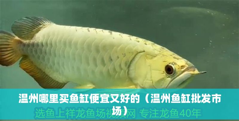 溫州哪里買魚缸便宜又好的（溫州魚缸批發市場）