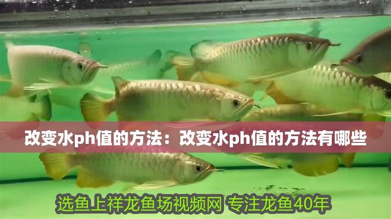 改變水ph值的方法:改變水ph值的方法有哪些 龍魚百科 第2張 改變水ph值的方法:改變水ph值的方法有哪些 改變水ph值的方法:改變水ph值的方法有哪些 龍魚百科 第2張