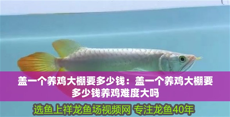 蓋一個養雞大棚要多少錢：蓋一個養雞大棚要多少錢養雞難度大嗎