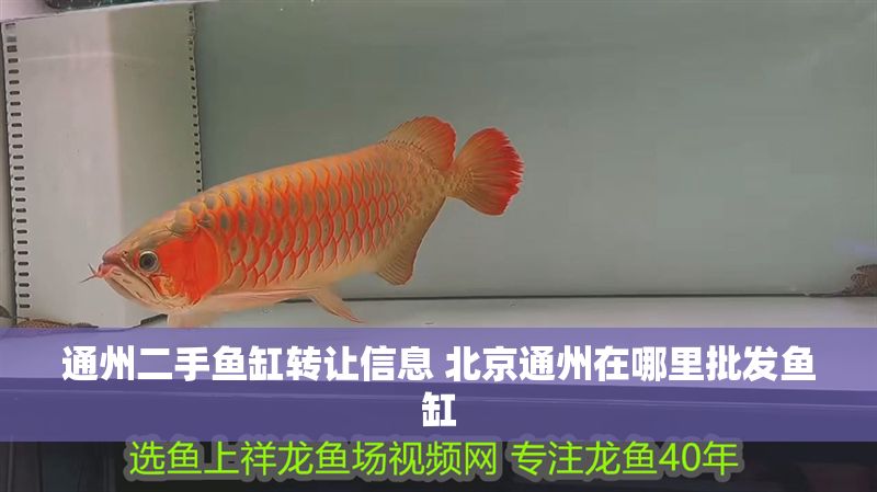 通州二手魚缸轉(zhuǎn)讓信息 北京通州在哪里批發(fā)魚缸 通州二手魚缸轉(zhuǎn)讓信息 北京通州在哪里批發(fā)魚缸 龍魚百科 第1張