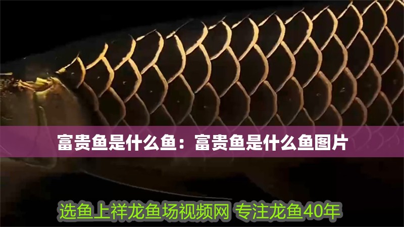 富貴魚是什么魚：富貴魚是什么魚圖片 富貴魚是什么魚：富貴魚是什么魚圖片 龍魚百科 第2張