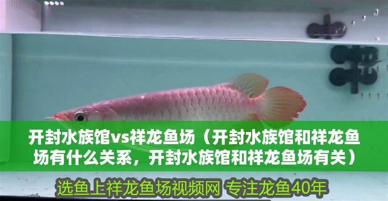 開封水族館vs祥龍魚場（開封水族館和祥龍魚場有什么關系，開封水族館和祥龍魚場有關）