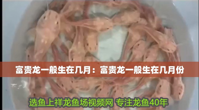 富貴龍一般生在幾月：富貴龍一般生在幾月份
