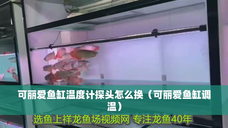 可麗愛魚缸溫度計探頭怎么換（可麗愛魚缸調(diào)溫）