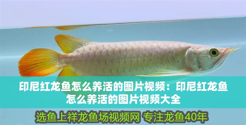 印尼紅龍魚怎么養活的圖片視頻：印尼紅龍魚怎么養活的圖片視頻大全 印尼紅龍魚怎么養活的圖片視頻：印尼紅龍魚怎么養活的圖片視頻大全 水族問答