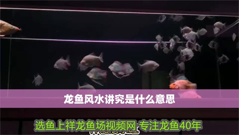 龍魚風水講究是什么意思