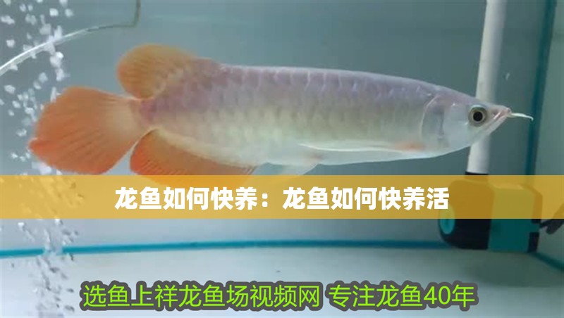龍魚如何快養：龍魚如何快養活