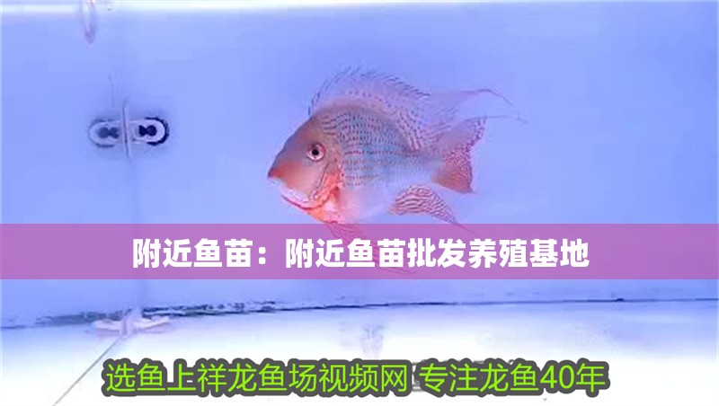 附近魚苗：附近魚苗批發養殖基地
