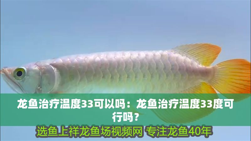 龍魚治療溫度33可以嗎：龍魚治療溫度33度可行嗎？