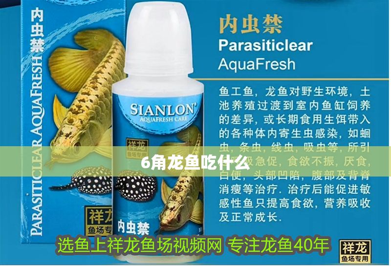 6角龍魚吃什么