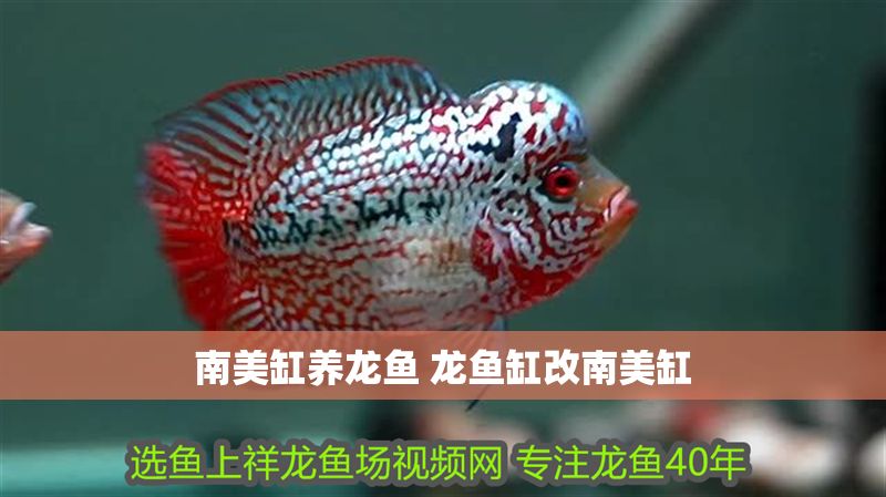 南美缸養(yǎng)龍魚(yú) 龍魚(yú)缸改南美缸