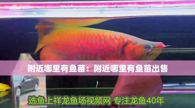 附近哪里有魚苗：附近哪里有魚苗出售