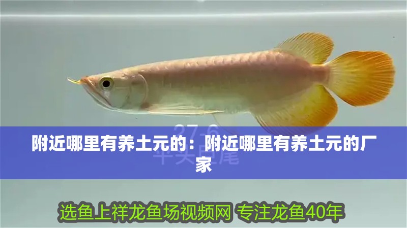 附近哪里有養(yǎng)土元的：附近哪里有養(yǎng)土元的廠家