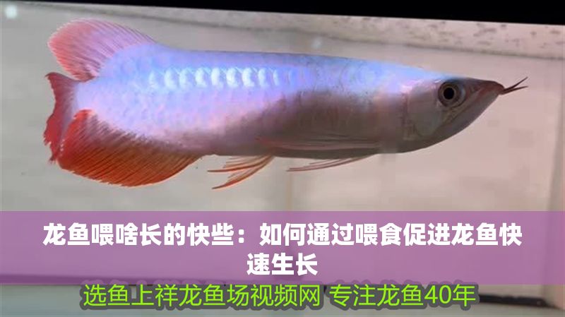 龍魚喂啥長的快些：如何通過喂食促進龍魚快速生長