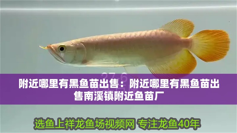 附近哪里有黑魚苗出售：附近哪里有黑魚苗出售南溪鎮附近魚苗廠