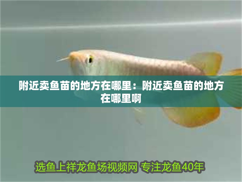 附近賣魚苗的地方在哪里：附近賣魚苗的地方在哪里啊