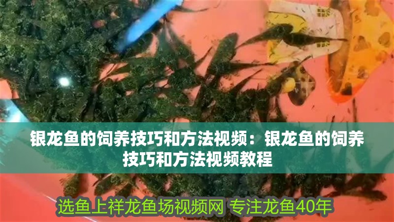 銀龍魚(yú)的飼養(yǎng)技巧和方法視頻：銀龍魚(yú)的飼養(yǎng)技巧和方法視頻教程