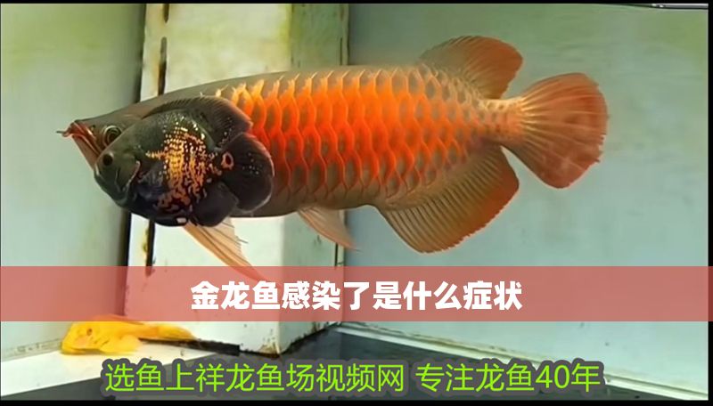 金龍魚感染了是什么癥狀