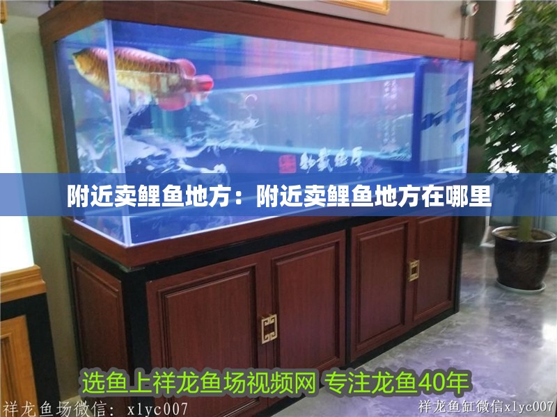 附近賣鯉魚地方：附近賣鯉魚地方在哪里