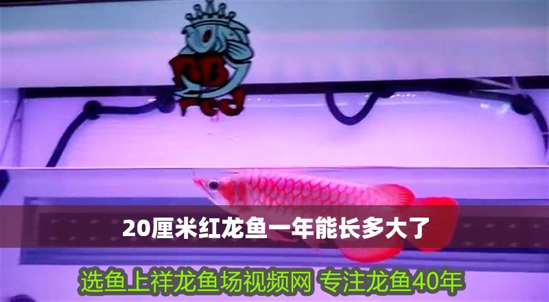 20厘米紅龍魚一年能長多大了