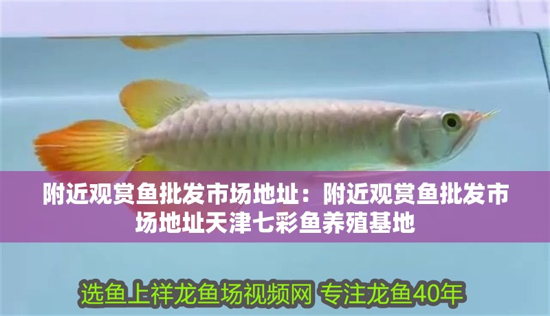 附近觀賞魚批發市場地址：附近觀賞魚批發市場地址天津七彩魚養殖基地 附近觀賞魚批發市場地址：附近觀賞魚批發市場地址天津七彩魚養殖基地 龍魚百科 第2張