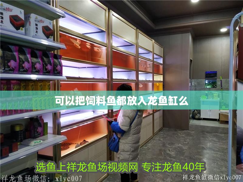 可以把飼料魚都放入龍魚缸么