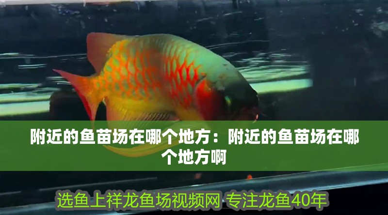 附近的魚苗場在哪個地方：附近的魚苗場在哪個地方啊 附近的魚苗場在哪個地方：附近的魚苗場在哪個地方啊 龍魚百科 第1張