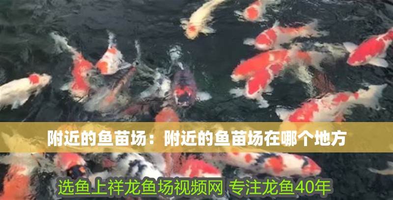 附近的魚苗場:附近的魚苗場在哪個(gè)地方 龍魚百科 第2張 附近的魚苗場:附近的魚苗場在哪個(gè)地方 附近的魚苗場:附近的魚苗場在哪個(gè)地方 龍魚百科 第2張
