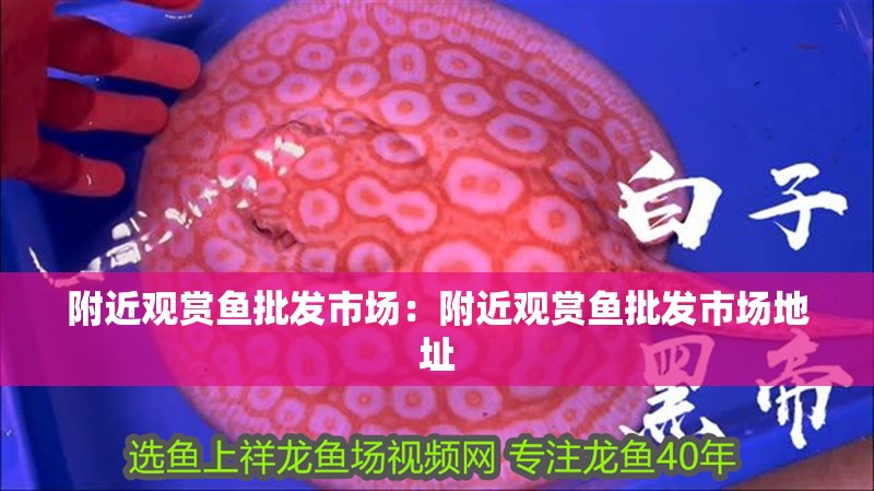附近觀賞魚批發市場：附近觀賞魚批發市場地址