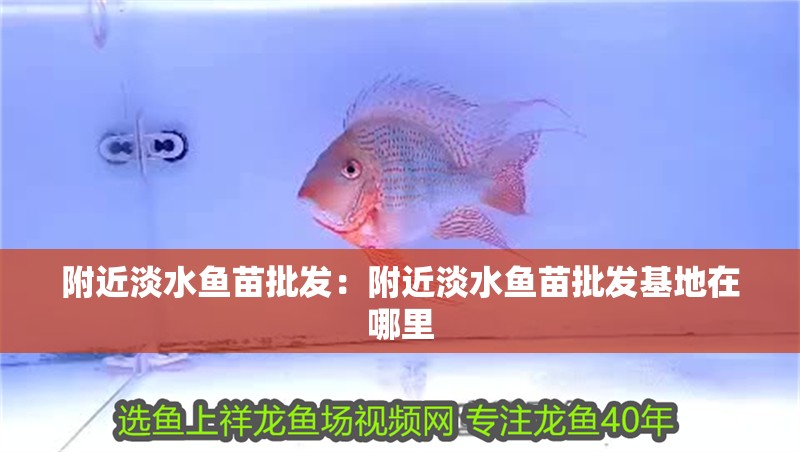 附近淡水魚苗批發(fā)：附近淡水魚苗批發(fā)基地在哪里