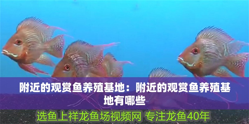 附近的觀賞魚(yú)養(yǎng)殖基地：附近的觀賞魚(yú)養(yǎng)殖基地有哪些